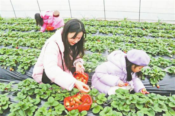 市民采摘草莓。记者 陈久玲 摄
