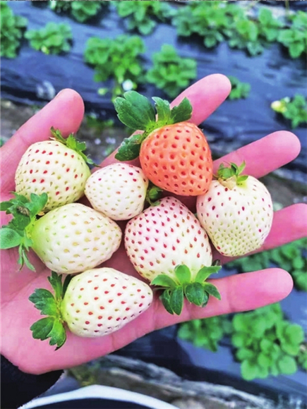 4白色的草莓口感更加香甜。渝北区文化和旅游发展委员会供图