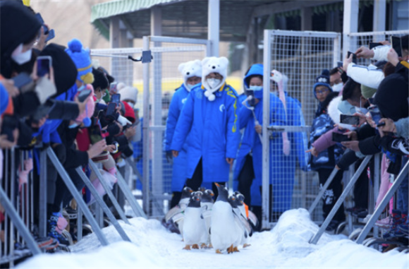 2月12日，哈尔滨极地公园的企鹅外出“巡游”。新华社记者 王建威 摄