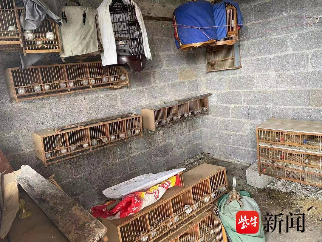 山林里的上千只画眉缘何成“笼中鸟”？ 检察官：抓画眉鸟涉嫌犯罪，买了也难养活