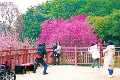 游客在思源公园赏花拍照。记者 钟戈 摄