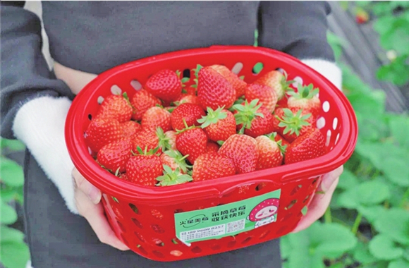 2红彤彤的草莓让人垂涎欲滴。渝北区文化和旅游发展委员会供图