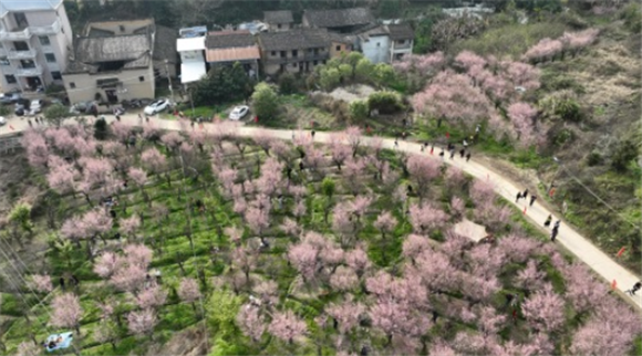 游客在古响自然村观赏梅花（2月12日摄，无人机照片）。新华社记者 姜克红 摄