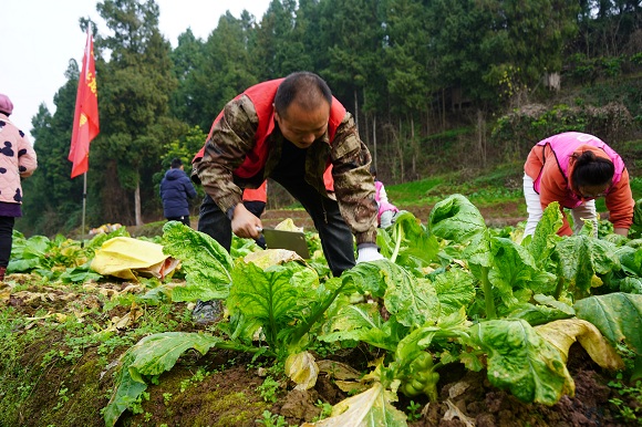 志愿者们正在砍摘青菜头。通讯员 刘远平 摄