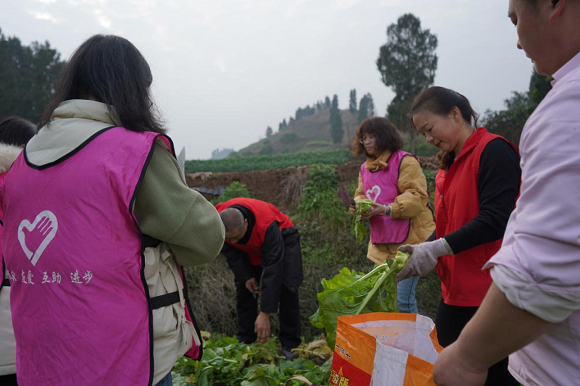 志愿者们正在分拣青菜头。通讯员 刘远平 摄