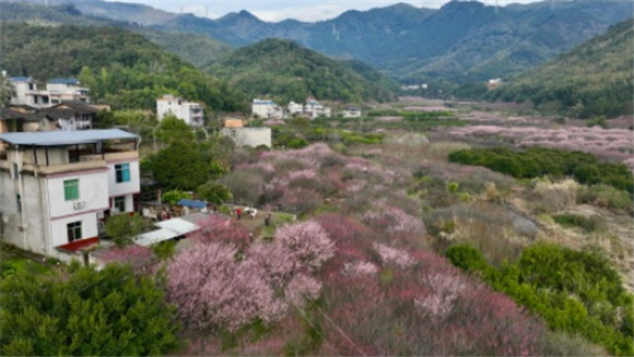 游客在古响自然村观赏梅花（2月12日摄，无人机照片）。新华社记者 姜克红 摄