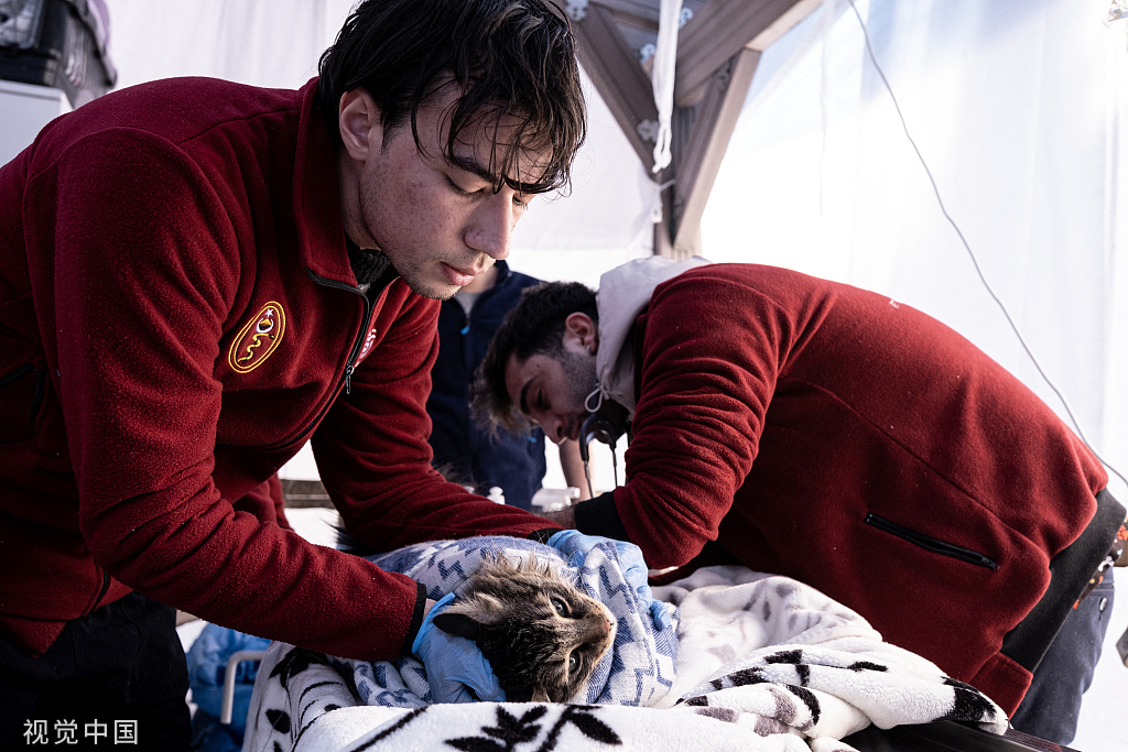 拯救任何生命：志愿者从土耳其的地震废墟中救出三百多只动物