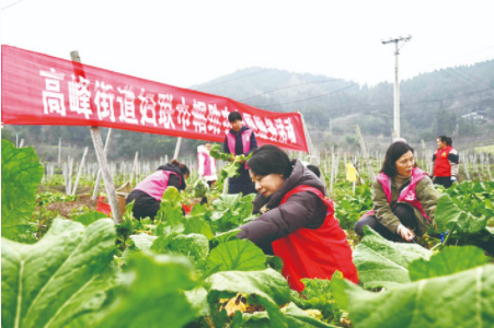 志愿者在田间地头劳作。记者 张倩 摄