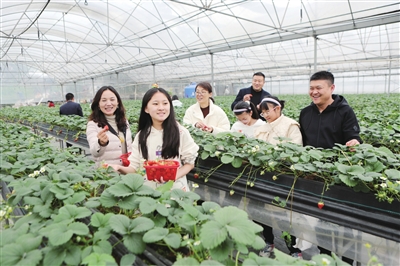 游客正在采摘草莓。记者 陈仕川 摄