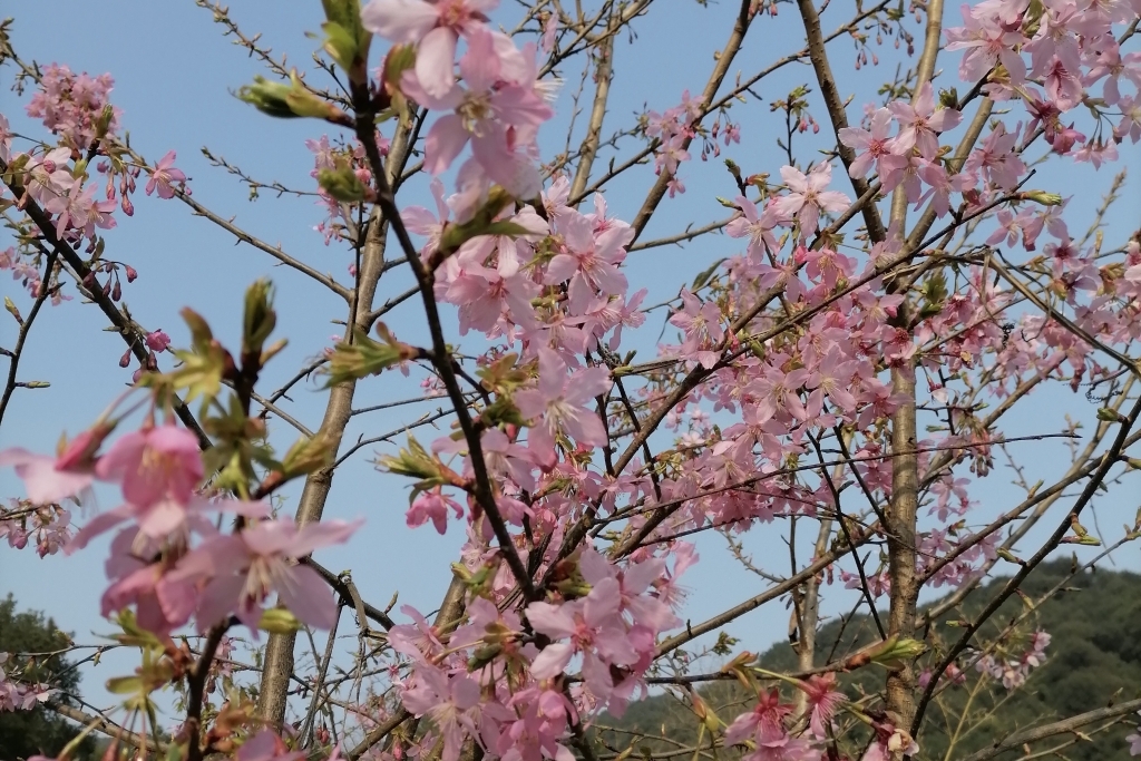 重庆黄金谷景区樱花已盛开。景区供图