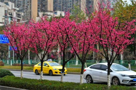 通江大道，绿化带上的美人梅开得正艳。记者 崔景印 摄