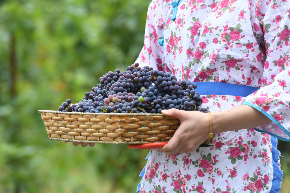 乡村振兴 | 涪陵：美心红酒小镇获评第二届重庆乡村振兴十大示范案例3