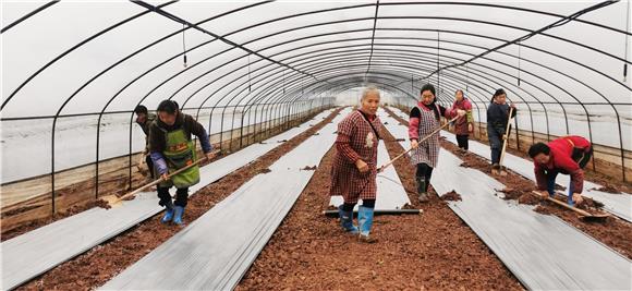 农家妇女在蔬菜大棚里劳动。特约通讯员 赵武强 摄