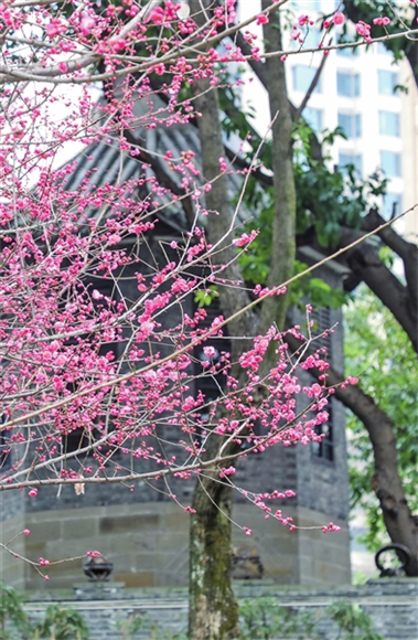 江北嘴中央公园，红梅盛开春满园。记者 曹检 摄