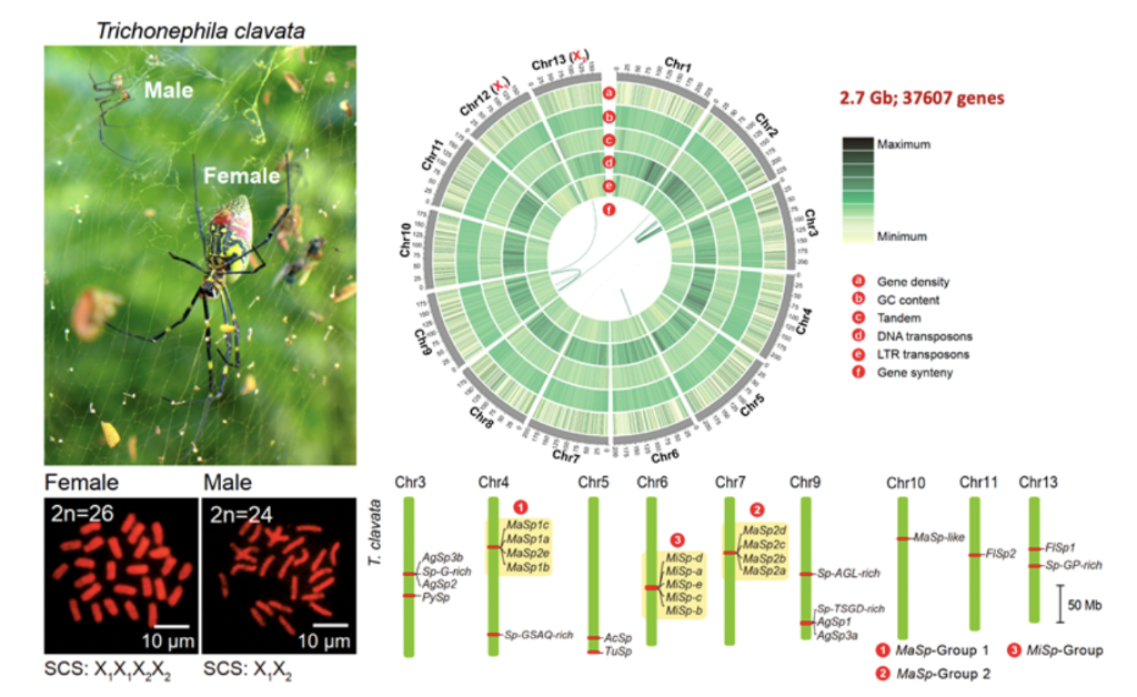 棒络新妇蜘蛛基因组结构特征。受访单位供图