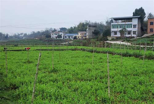 蔬菜种植基地。通讯员 赵呈荣 摄