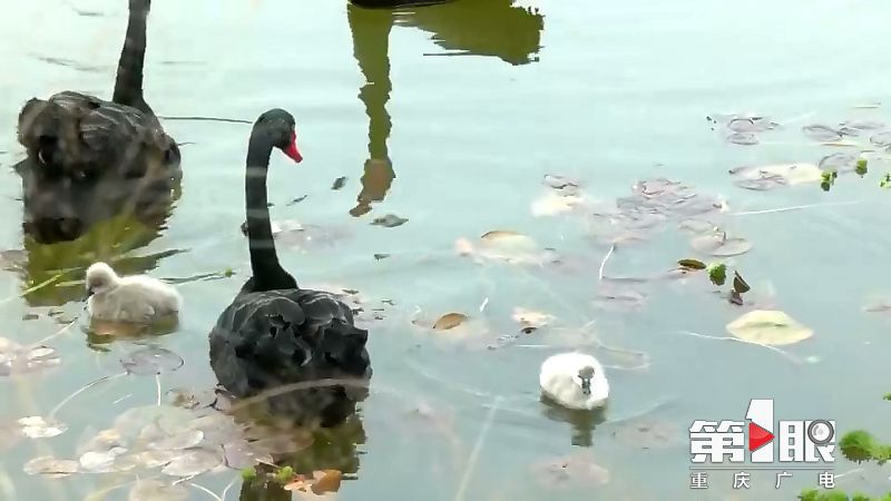 天鹅幼崽 可爱来袭2