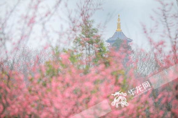 重庆园博园，红梅与高塔相映成趣。华龙网-新重庆客户端 首席记者 李裕锟 摄