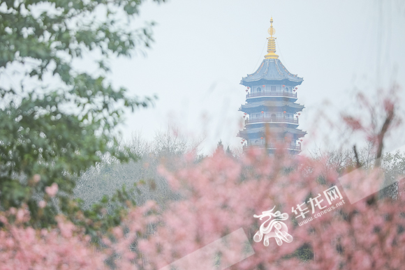 3、粉红的樱花与远处的重云塔。华龙网-新重庆客户端 首席记者 李裕锟 摄