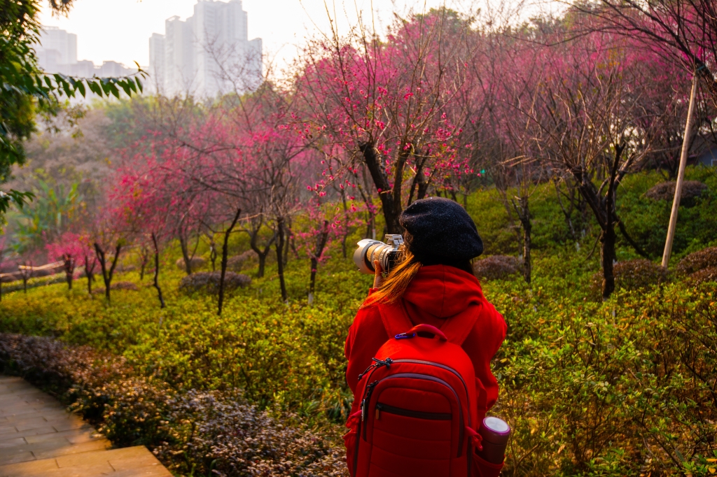 红岩村景区绽放的梅花引来市民拍照。红岩联线管理中心供图