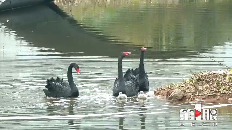 天鹅幼崽 可爱来袭5