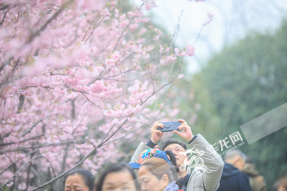 重庆园博园，粉红的早樱花海吸引了不少市民前来打卡。华龙网-新重庆客户端 首席记者 李裕锟 摄