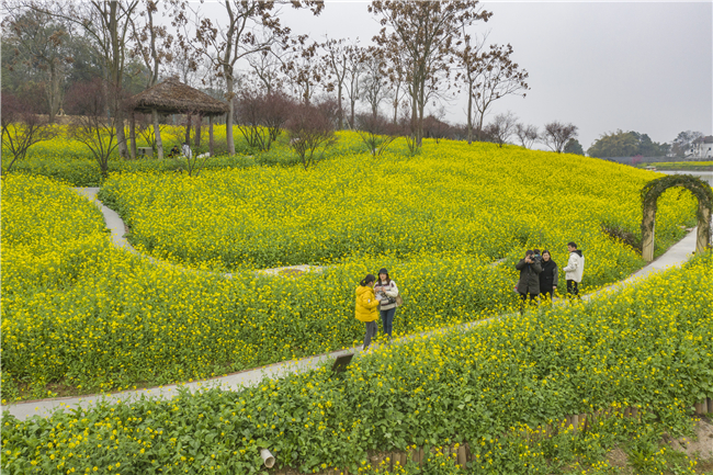 游客在云林天乡景区观赏油菜花（无人机照片）。新华社记者 黄伟 摄