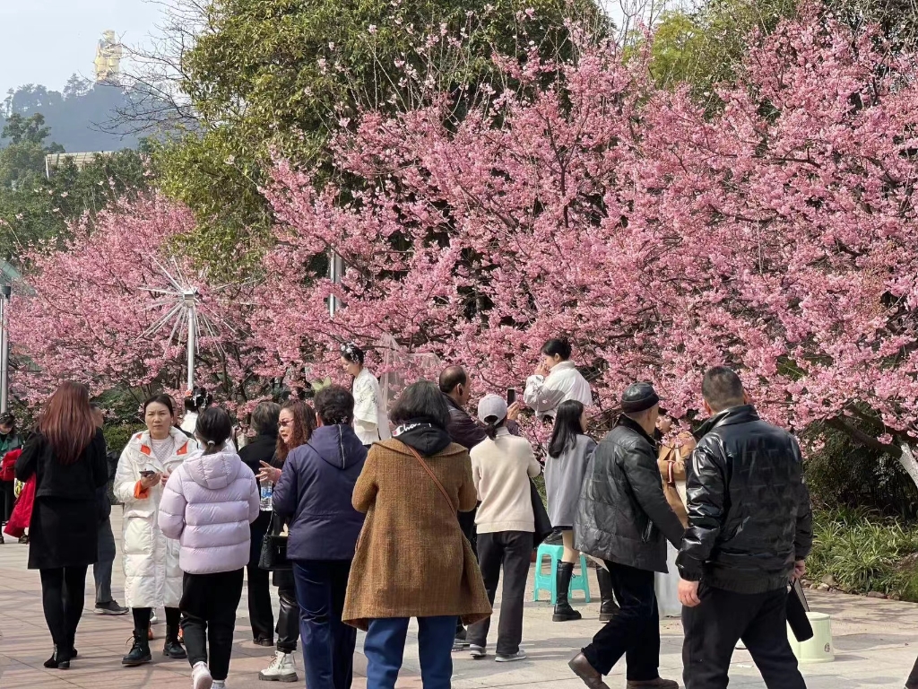 南山植物园樱花盛开，不少市民拍照打卡。南山植物园供图