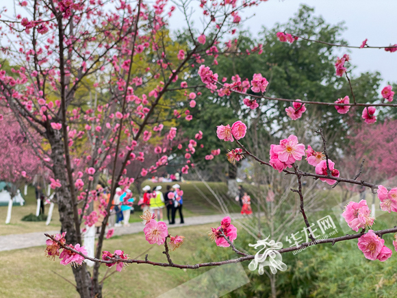 趁着周末好天气，市民来到照母山森林公园梅林散步赏花。 华龙网-新重庆客户端记者 刘钊 摄