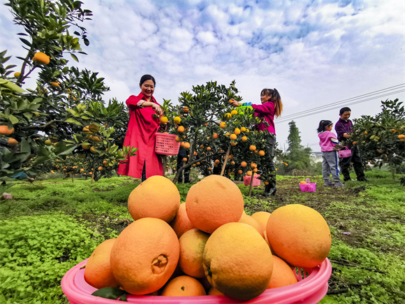 電商平臺讓農戶柑橘大賣。受訪者供圖 華龍網發