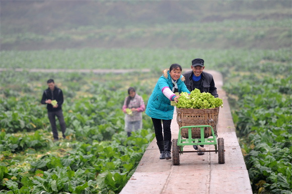 農戶推著一車剛摘的蔬菜，臉上露出幸福的笑容。受訪者供圖 華龍網發