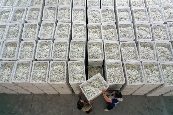 黔江区海通丝绸公司工人将烘烤好的夏蚕茧入库。黔江区委宣传部供图 华龙网发
