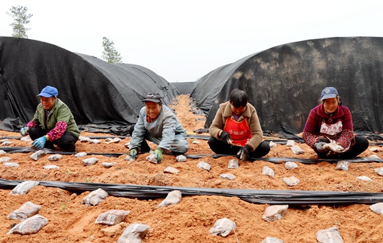 村民将菌袋放在耕作好的土壤上面。特约通讯员 李诗素 摄