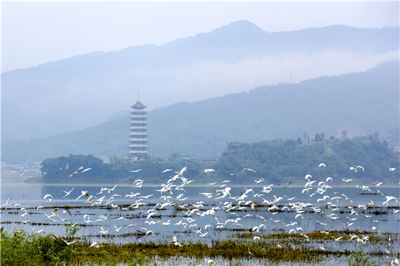 重庆开州汉丰湖国家湿地公园景色。开州区林业局供图 华龙网发