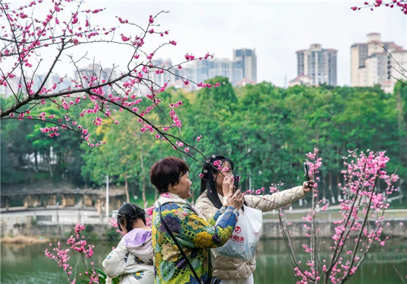 游客在樱桃花旁打卡拍照。张春连 摄