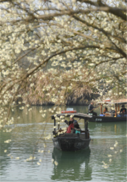 2月18日，游客在西溪湿地乘船赏梅。新华社记者 翁忻旸 摄