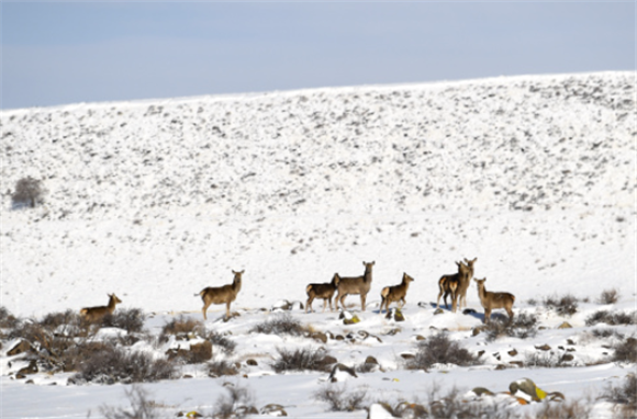 2月18日在内蒙古贺兰山国家级自然保护区内拍摄的马鹿。新华社记者 贝赫 摄