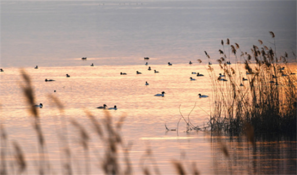 这是2月15日在东平湖湖区拍摄到的野生鸟类。新华社记者 徐速绘 摄