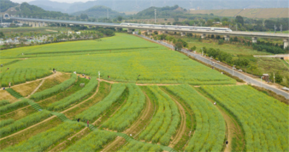 2月16日，和谐号列车驶过深圳光明区的油菜花田（无人机照片）。新华社记者 毛思倩 摄