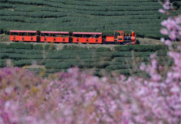 2月17日，小火车在漳平市永福镇的台品樱花茶园里穿行。新华社记者 魏培全 摄