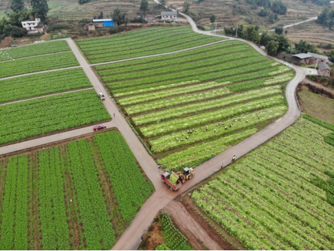 万州区甘宁镇青菜头种植基地。重庆农资集团供图 华龙网发