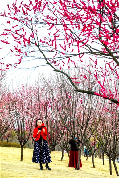 三合湖湿地公园花开遍地吸引游人打卡。记者 龚长浩 摄