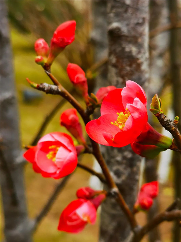 荣昌城区的海棠花。 张志秀 摄