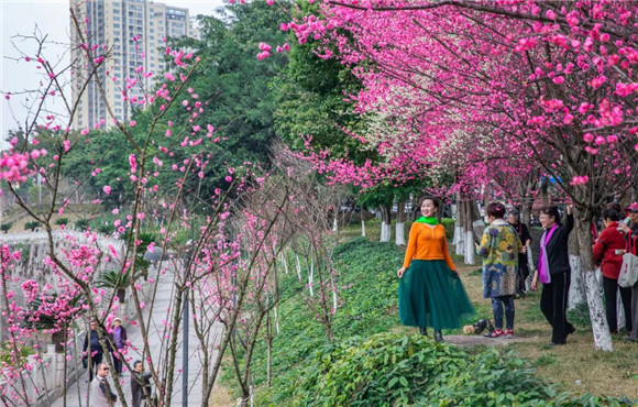 荣昌儿童公园对面状元第旁的樱桃花盛开。张春连 摄