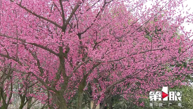 狂飚! 重庆赏花游旅游线路预订量增长100%1