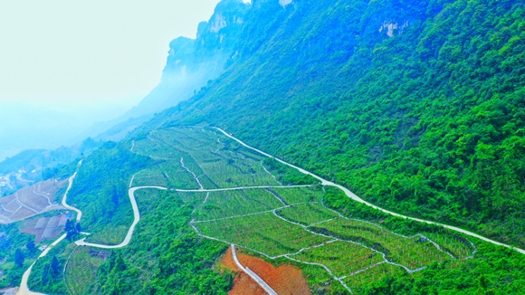 7九重山下的布福娜种植基地。彭水县文化和旅游委供图