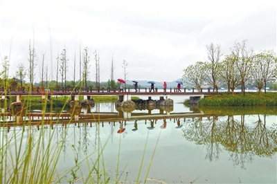 2双桂湖国家湿地公园，市民在春雨中漫步，欣赏沿途美景。记者 向成国 摄