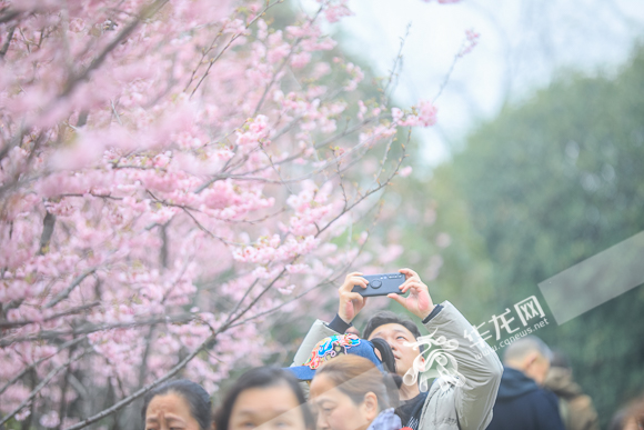 The pink cherry blossoms came early in the Chongqing Garden Expo Park this year, attracting lots of visitors.