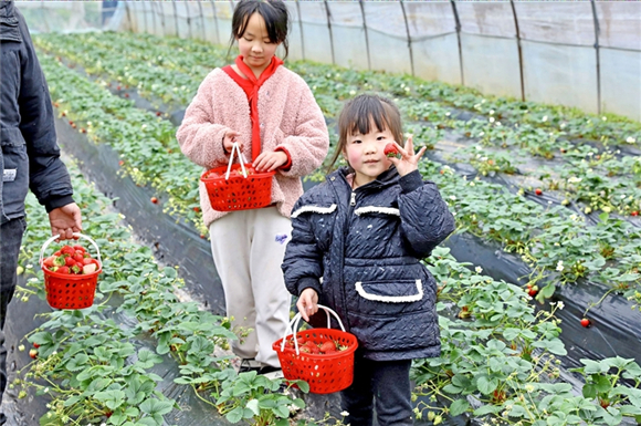1优质草莓深受小朋友喜爱。记者 胡瑾 摄