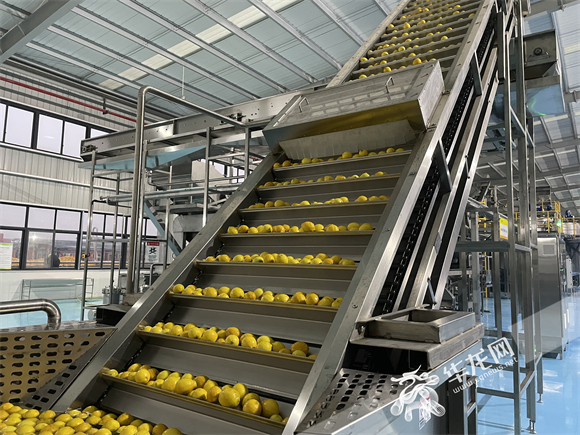 3在檬泰生物的生产车间内，每一颗柠檬都会经过精深加工。华龙网−新重庆客户端记者 张馨月 摄